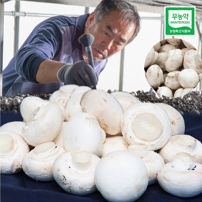 역전의 대박농부 풀마을 농장 부여 무농약 인증 양송이버섯 가정용 버섯동자 수확출고, 1개, 1kg