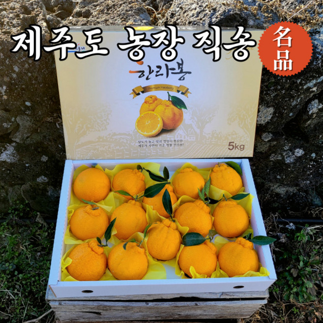 한라봉 천혜향 선물 세트 3kg 5kg 고당도, 3.(선물)한라봉 대과 5kg (15~18과), 1개