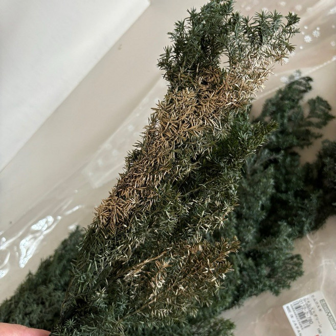 大地農園 Earth Matters 永生雪松, 1個, 刷節日金15g, 刷節日金