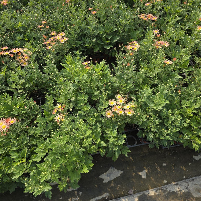 오렌지 구절초 [4개 복남이네야생화 모종 국화], 4개