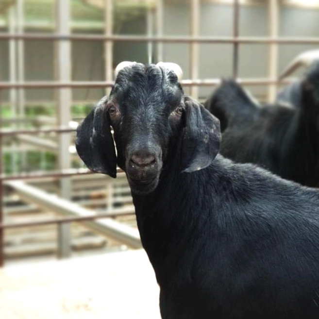 청원염소농장 국내산 흑염소고기 염소고기 지육 (고기+뼈+껍데기), 1개, 한마리 20kg