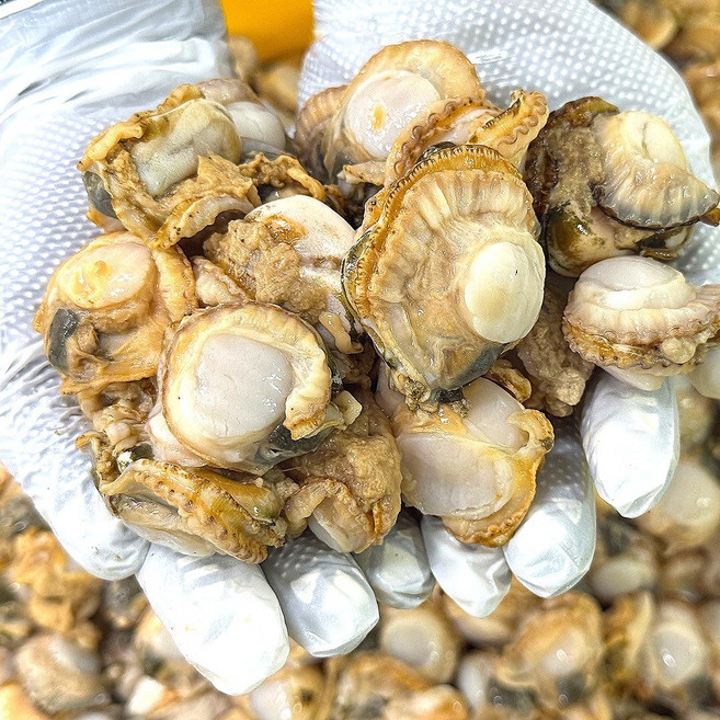 [원물 3kg 이상 작업] 당일조업 통통한 통영 고성 데친 홍가라비 500g 손질 해감 필요없는 홍가리비살, 1개, 1.[냉장]데친가리비살 500g