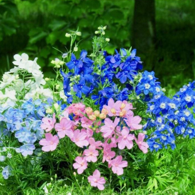 다년초사랑농원 델피늄 썸머 혼합 (2포트묶음) [노지월동 다년초 다년생 야생화 꽃모종 여름꽃 가을꽃]