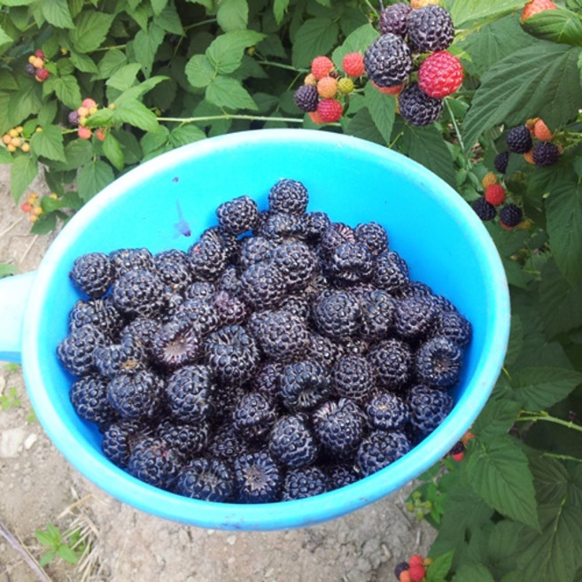 순창복분자/2025년 햇복분자생과/급냉 5kg, 1개