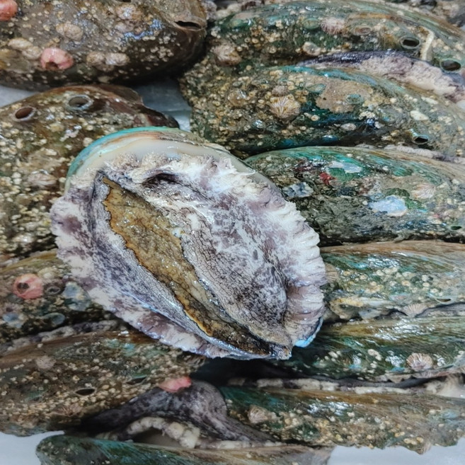 10만원전복) 완도 건강전복 보길도전복 1KG 7미~8미 1.8KG(12마리~14마리), 온가족전복17~18마리, 1개