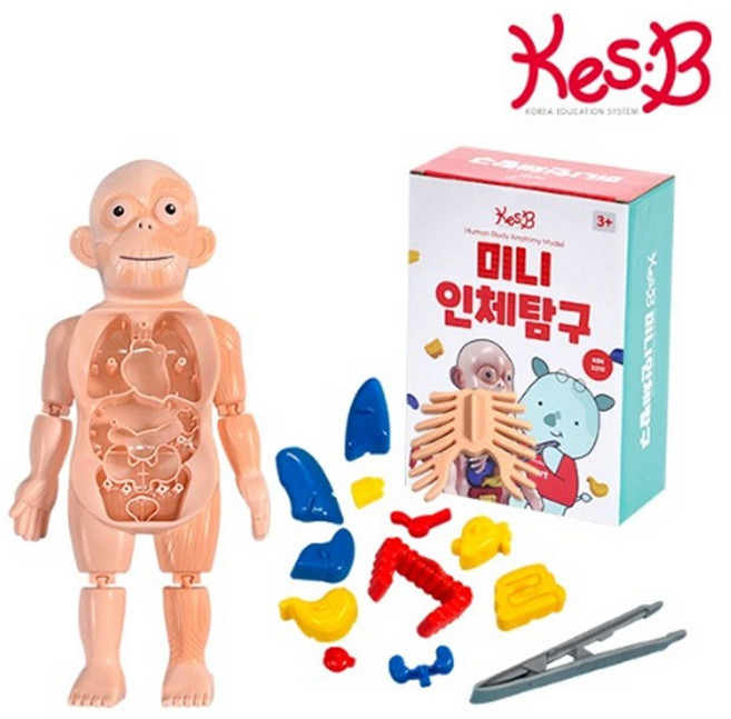 의사놀이 모음 장난감청진기와주사기 인체모형 의사가운 병원놀이세트 유아용인체해부모형 병원놀이 역할놀이의사선생님, 인체탐구모형, 1개, 랜덤
