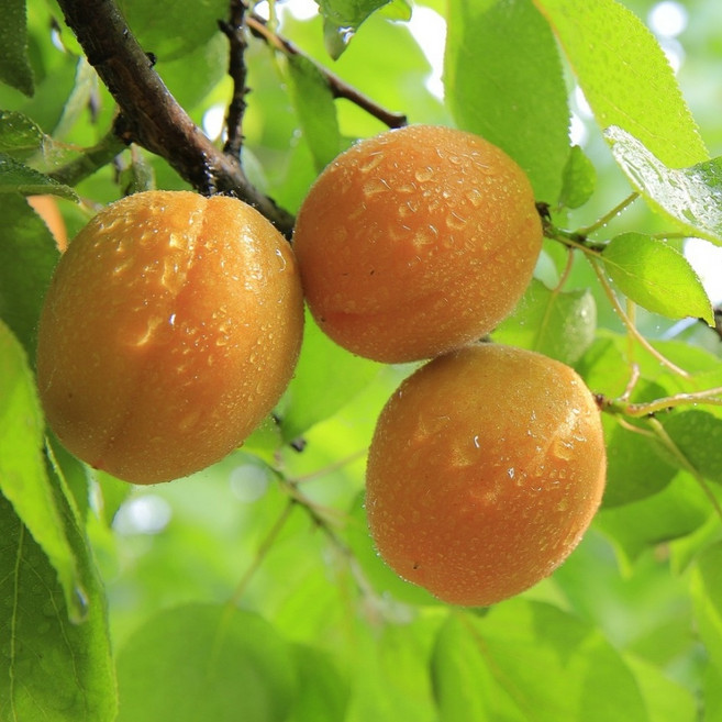 [라이브묘목농원] 산형3호 살구나무 묘목 R2 결실주 분묘, 1개