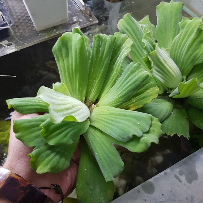 P老闆水族 水生植物 水草, 1個, 水芙蓉