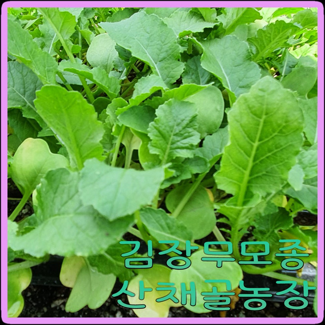 화천산약초 무모종 김장무105구모종판 / 다농 청한무모종 / 주문수량에 맞춰 잘라서 보내드립니다, 35개
