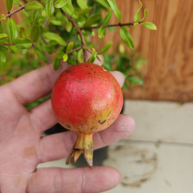 대왕석류나무 묘목 / 엄청큰 열매가 열리는 신품종석류 묘목 / 정원에 심어요, 1개, 꽃목단석류 7치화분