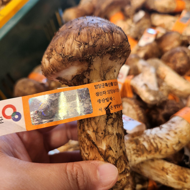 자연산 송이버섯 가을송이 국산 양양송이 품질보증, 중급, 1개