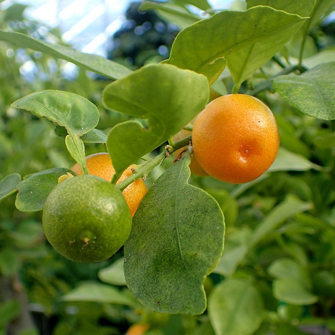 깔라만시 / 베란다에서 키우는 최고의 과일나무 묘목 / 칼라만시 라임나무 3년생, 1개, 나무색