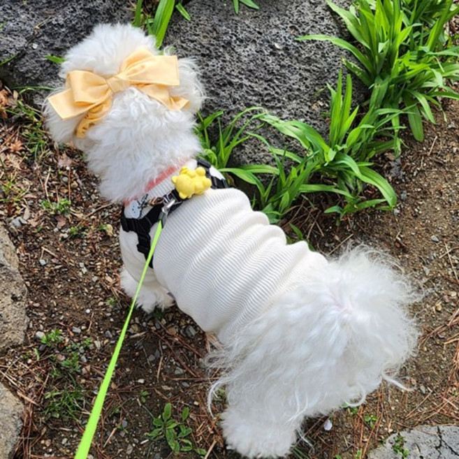 애견 필수템! 강아지 머리띠 리본 무지 2종 이어슈슈(귀 통풍 효과에 패션까지 챙기세요), 1개, 연노랑