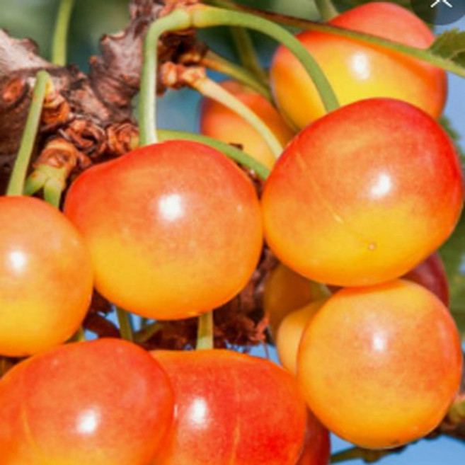 레이니어 자가결시 체리나무/접목1년 (일반대목)다섯주묶음 HK090