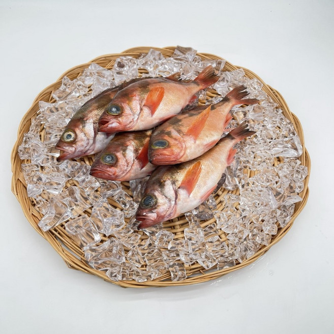 볼락 특대사이즈 1kg(손질 후 800g 내외)/ 4~5미 내외, 1개, 1kg 내외 4~5미