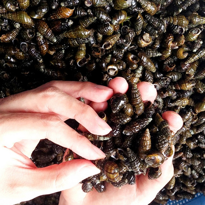 산지직송 국내산 강원도 자연산 생다슬기 대, 1박스, 1kg