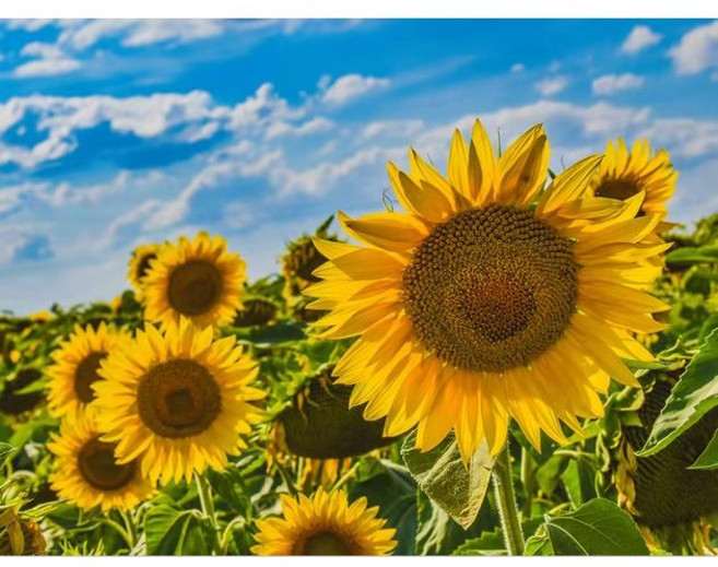 하루클래스 LED 캔버스형 보석십자수 집순이 취미 키트, 해바라기, 1개