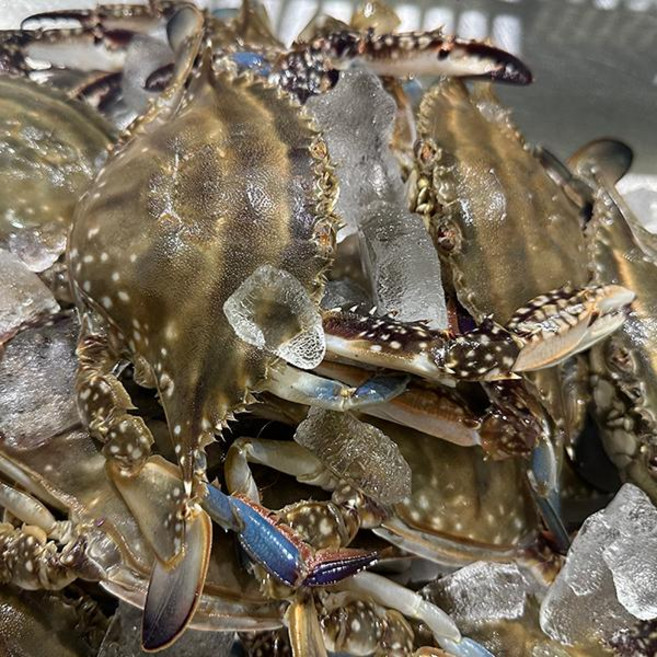 제이수산 연평도 생물암꽃게1kg(5~6미내외), 단품, 단품