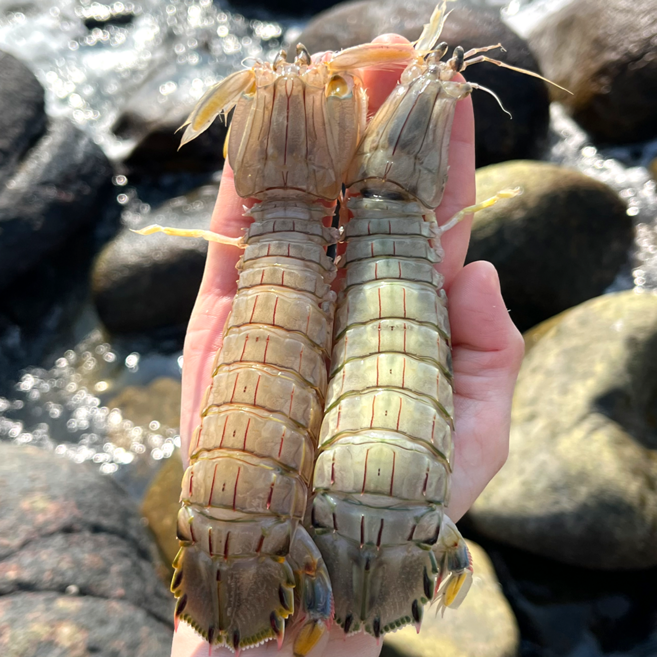 미자네농수산 활 갯가재, 1개, 활갯가재1kg(20미내외)
