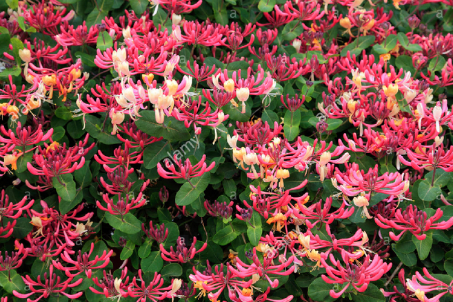 붉은인동초 노지월동 다년생 덩쿨식물 2개 규격10cm화분묘 천지가야생화, 1개