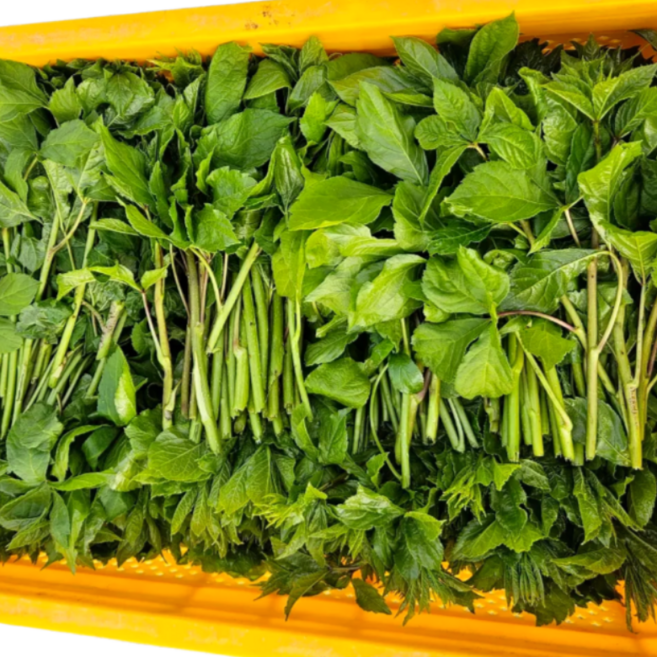 [산지 영월 선별]국산 오가피순나물 오가피순 장아찌 요리용 햇오가피순 오가피나물 오갈피순, 1kg, 1개