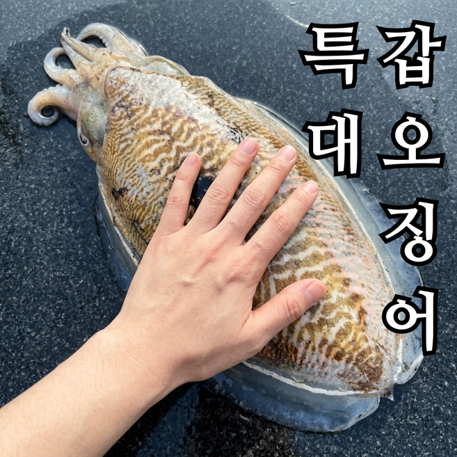 착한수산 국산 특대 갑오징어 활 갑오징어 생물 손질 갑오징어 급냉갑오징어, 1개, 특대 활 갑오징어 1kg(2-3)미
