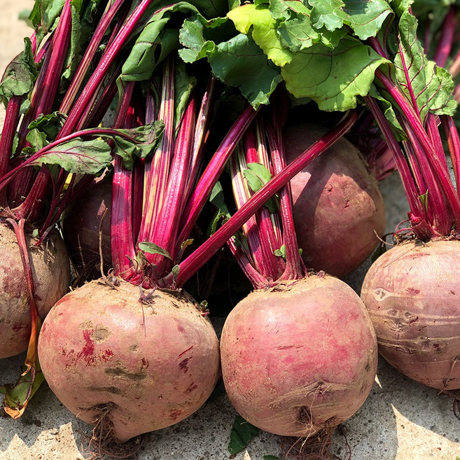 제주 산지직송 신선 아삭 레드비트 제철 뿌리채소, 1박스, 정품 10kg
