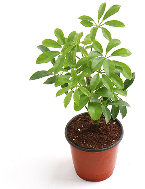 갑조네 홍콩야자(소품), 홍콩야자, 1개