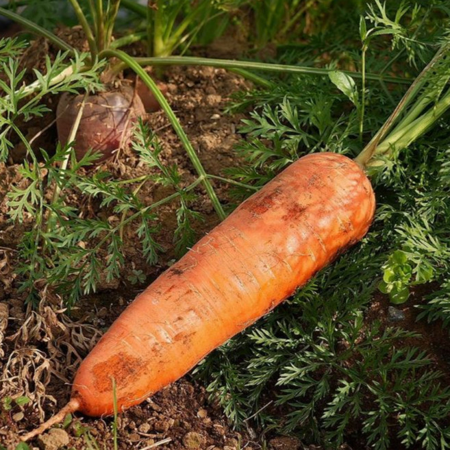 국내산 건강한 직접선별 햇 흙당근 당근 특, 1박스, 10kg