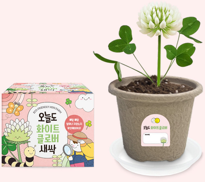 오늘도새싹 식물키우기 화이트클로버 미니화분, 48개