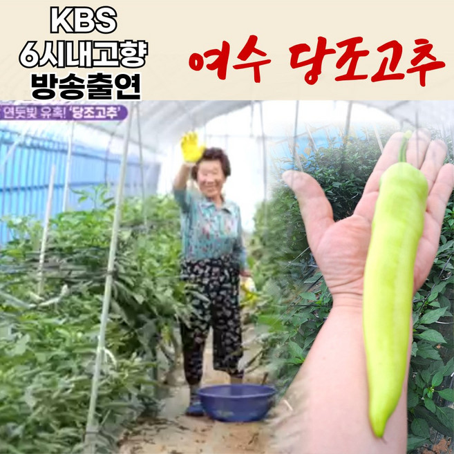 당조고추 100% 해풍맞고 자란 당고추 kBS 방송출연, 1개, 600g