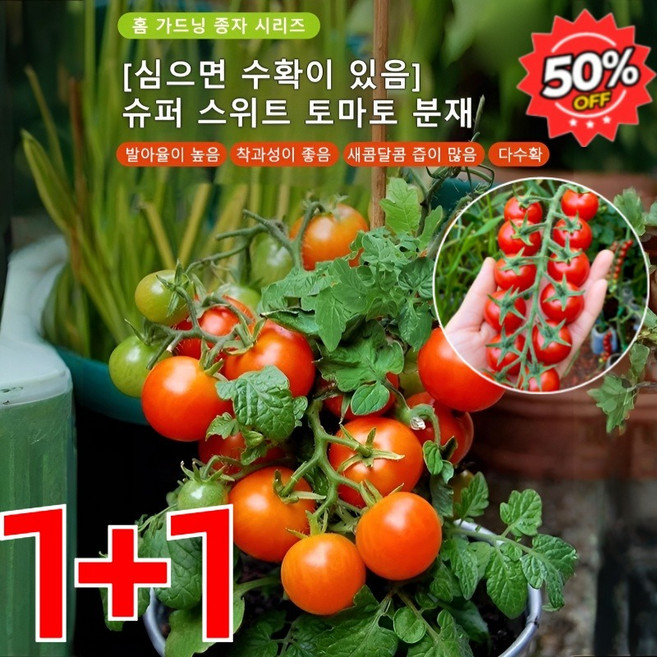 1+1 완전 달콤한 방울토마토 분재, 100알*2