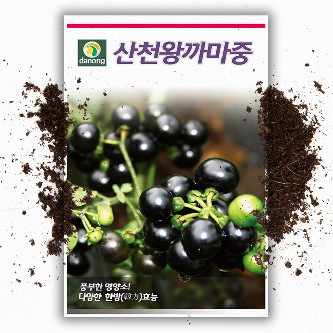 까마중 씨앗 50립 왕까마중 약초 종자, 1개