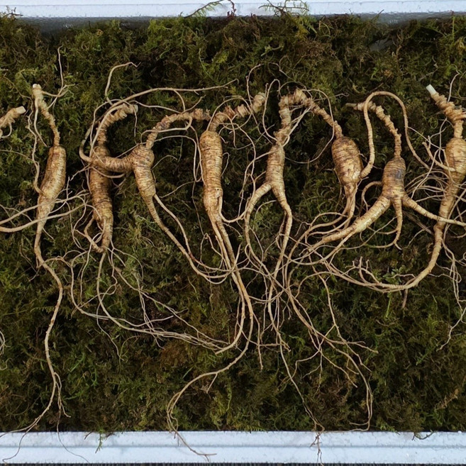 [수로] 강원도 전라도 진짜 야생 방치삼 13년 산삼 서비스, 20g, 10개