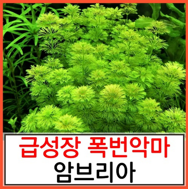 수초하우스) 암브리아(급성장종), 20개