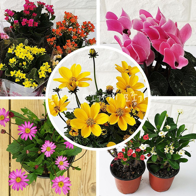 [모종가게]꽃 모종 화분 채송화 사피니아 메리골드 천일홍 백일홍 미니해바라기 국화 아스타, 마가렛모종(랜덤), 1개