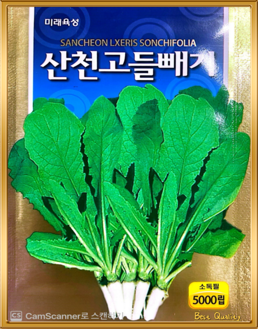 토종 고들빼기 씨앗 왕 꼬들빼기 씨 종자 5천립 한국채종, 1개