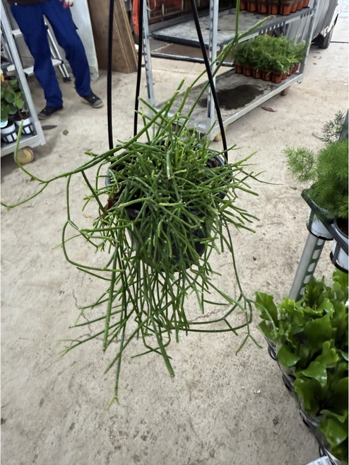 립살리스 카스타 수입식물 공중식물 40-60cm