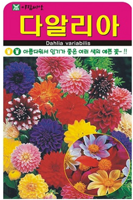 아람종묘 다알리아 꽃 씨앗 100p, 1개