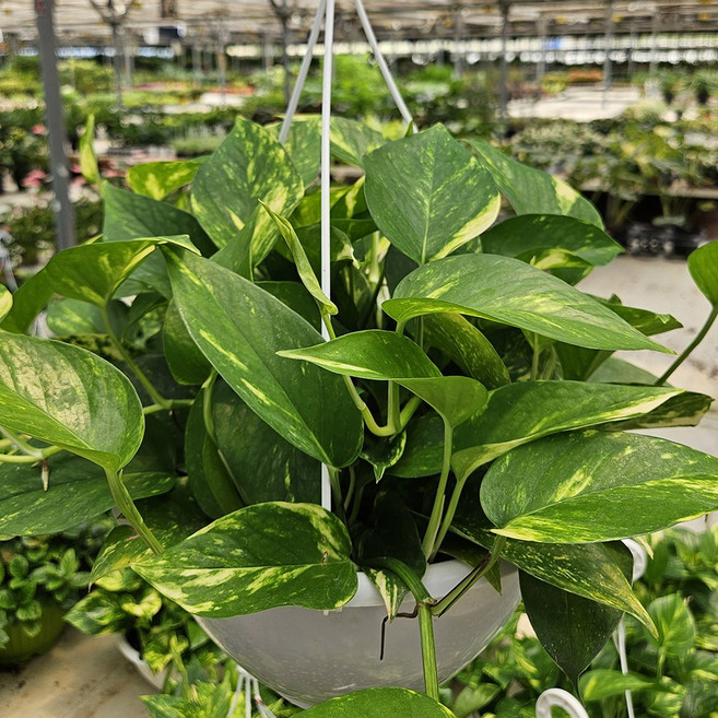 스킨답서스 중형행잉 (식물+행잉걸이2색+받침) 공기정화 공중식물 아비가든, 마블스킨답서스, 1개