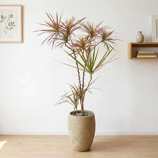 붉은빛의 유혹 대형 마지나타 레인보우 인테리어화분 실내인테리어식물, 1개, 샴페인골드