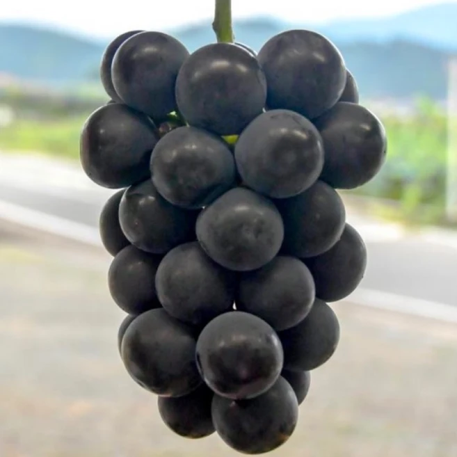 일찍 열리는 거봉 포도나무 묘목 / 극조생품종 올자옥 삽목 포도묘목 2개세트, 2개 - 쿠팡