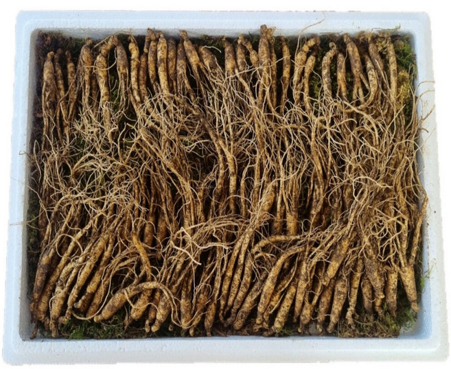 천생삼 산양산삼 못난이 파지삼 4~5년근 산삼 산양삼 장뇌삼 100뿌리, 1mg, 1개