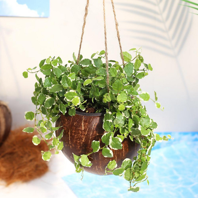 코코넛 걸이화분 넝굴식물 공중식물 행잉플랜트, 코코넛세트 09.퓨미라, 코코넛색상, 1세트