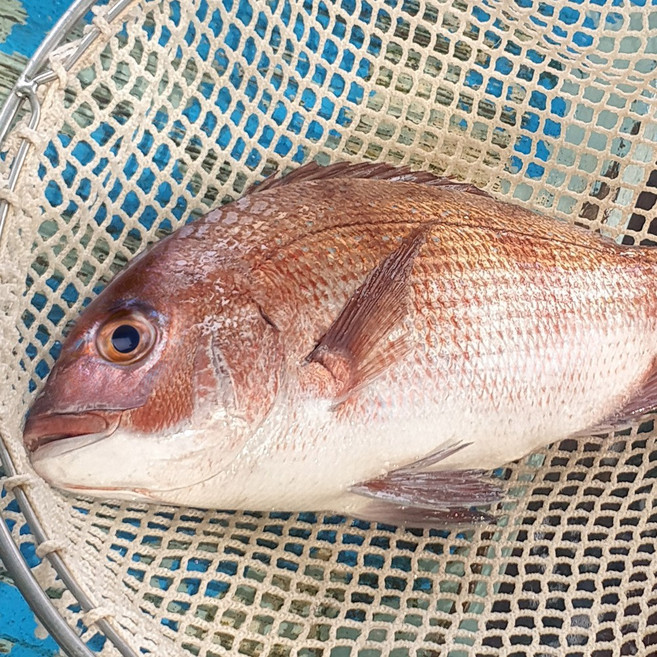 [냠냠토크] 바다의 여왕 참돔(손질 800g 내외), 1개, 800g 내외