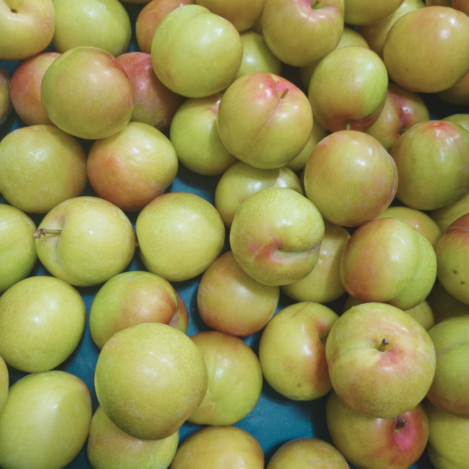 [4월 29일 출고 예정] 산지직송 국내산 경북 경산 하우스 자두, 1개, 중과 300g x 4팩 (팩당 4-6과)