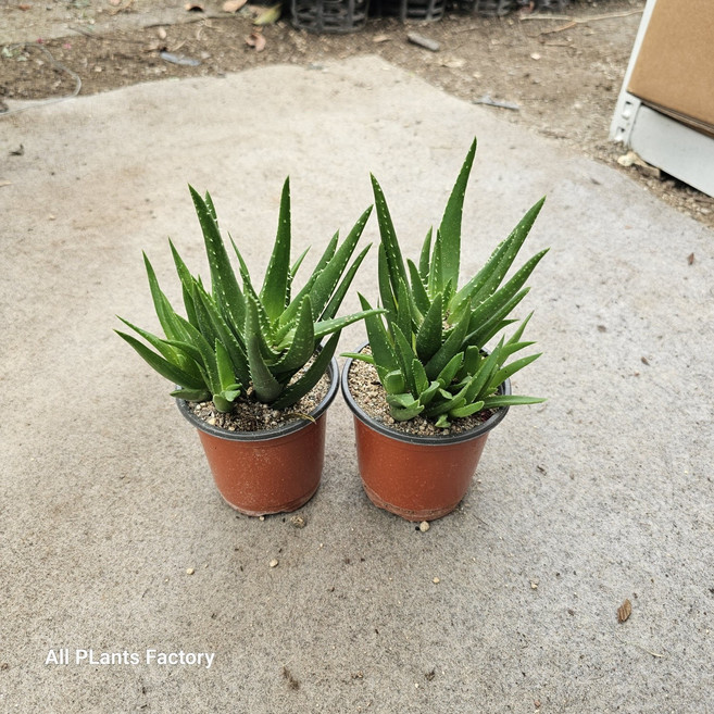 2개발송 묶음발송 미니종 알로에 알로애 소품 플렌층 10-20cm, 1개