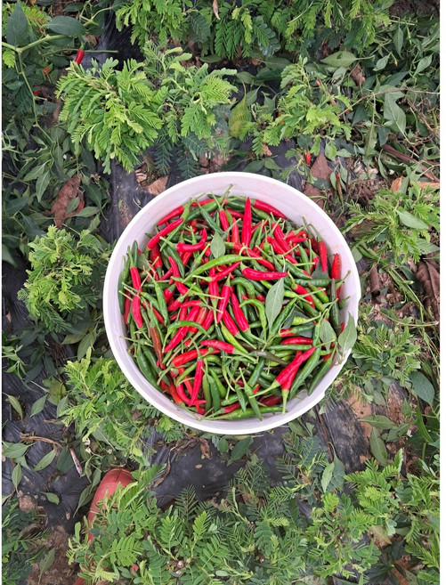 동남아야채나라 베트남 생고추 태국고추 프릭키누 프릭끼누 100g 1개