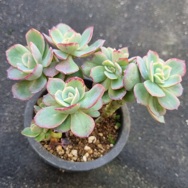 [수암다육] 렉서스 랜덤발송 Echeveria 'Lexus' 랜덤발송 다육 다육이 다육식물 077, 1개 - 쿠팡