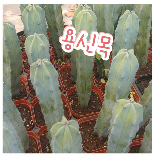 꽃나라엘리스 용신목-선인장 중에 가장 유명한 선인장 생명력이 강한 식물, 1개